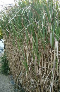 Miscanthus giganteus